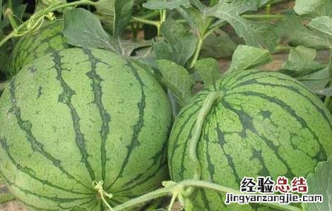 西瓜能和桃子一起吃吗 西瓜能和桃子一起吃吗吃了会怎么样