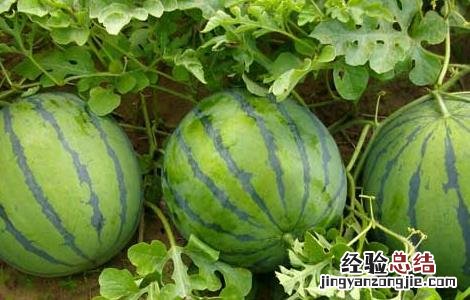 西瓜能和桃子一起吃吗 西瓜能和桃子一起吃吗吃了会怎么样
