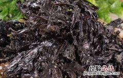 紫菜的营养价值 裙带菜和紫菜的营养价值