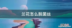 兰花怎么脱菌丝 兰花脱菌最好的办法