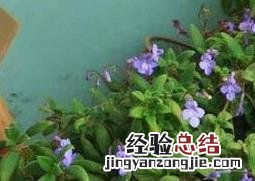 海豚花的养殖方法和注意事项视频 海豚花的养殖方法和注意事项