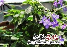 海豚花的养殖方法和注意事项视频 海豚花的养殖方法和注意事项