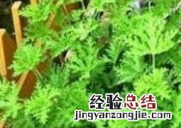 盆栽薄荷花的养殖方法和注意事项 薄荷花要怎么养