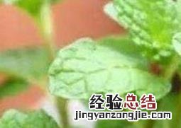 盆栽薄荷花的养殖方法和注意事项 薄荷花要怎么养