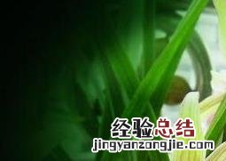 兰草花怎么栽培和方法 兰草花的养殖方法和步骤教程
