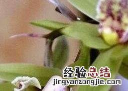 兰草花怎么栽培和方法 兰草花的养殖方法和步骤教程