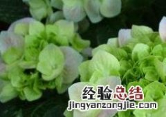 八角绣球花的养殖方法和方法技巧图解 八角绣球花的养殖方法和方法技巧