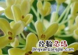 八月桂花的养殖方法和注意事项 八角桂花的养殖方法和养殖技巧
