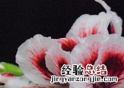 蝴蝶梅花的养殖方法和注意事项 蝴蝶梅花的养殖方法