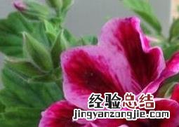 蝴蝶梅花的养殖方法和注意事项 蝴蝶梅花的养殖方法