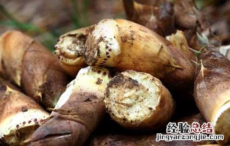 鸭子炖竹笋的功效与作用 竹笋的功效与作用