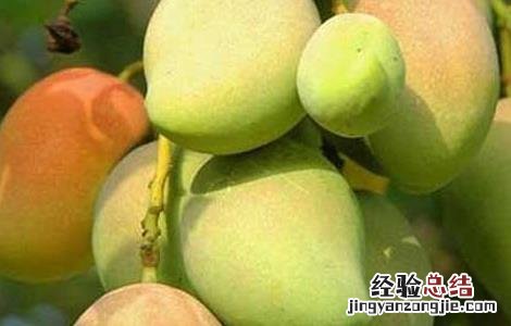 芒果怎么保存时间长 冬天芒果怎么保存时间长