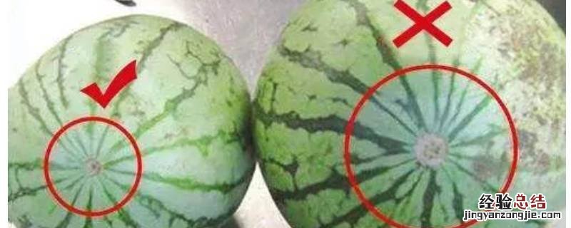 母西瓜和公西瓜区分 公西瓜和母西瓜怎么区分图片