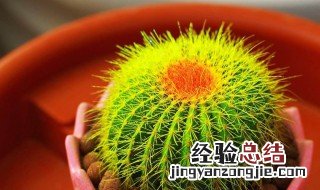茶室放什么植物最好 茶室适合摆放什么植物