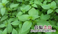 荆芥的功效与作用 简单介绍一下