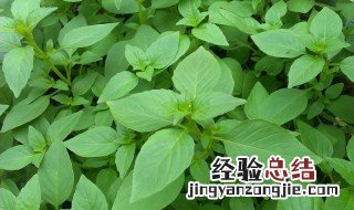 荆芥的功效与作用 简单介绍一下