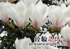 白玉兰的养殖方法和注意事项 虎皮白玉兰的养殖方法和注意事项