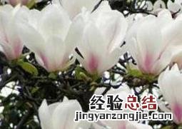 白玉兰的养殖方法和注意事项 虎皮白玉兰的养殖方法和注意事项