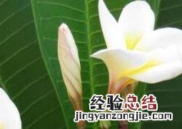 白玉兰的养殖方法和注意事项 虎皮白玉兰的养殖方法和注意事项