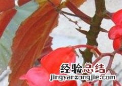 玻璃翠花的养殖方法和注意事项 玻璃翠花的养殖方法和注意事项