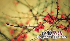 一剪梅译文注释 一剪梅怀旧原文翻译