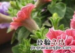 重瓣矮牵牛花的养殖方法和注意事项 矮牵牛花怎样养护