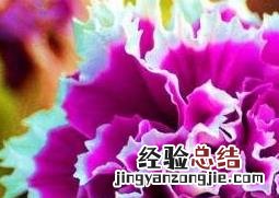 重瓣矮牵牛花的养殖方法和注意事项 矮牵牛花怎样养护