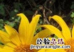 臭菊花的养殖方法和注意事项 菊花的养殖方法与注意事项