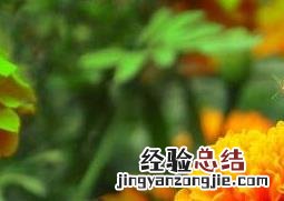 臭菊花的养殖方法和注意事项 菊花的养殖方法与注意事项