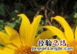 臭菊花的养殖方法和注意事项 菊花的养殖方法与注意事项