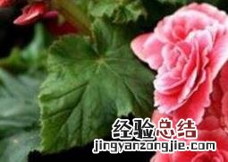 臭海棠花的养殖方法和注意事项 臭海棠花的养殖方法和注意事项图片