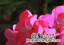 臭海棠花的养殖方法和注意事项 臭海棠花的养殖方法和注意事项图片