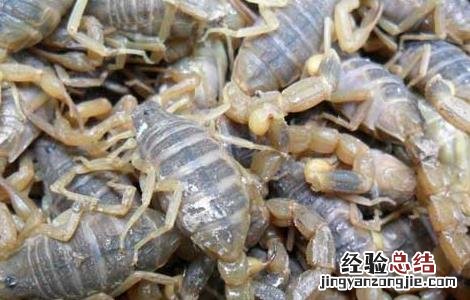 家里有蝎子怎么办能除根楼房怎么会有蝎子 家里有蝎子怎么办