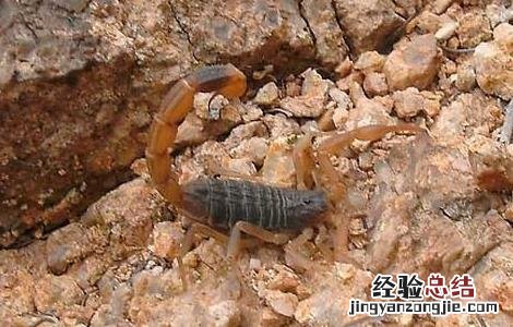 家里有蝎子怎么办能除根楼房怎么会有蝎子 家里有蝎子怎么办