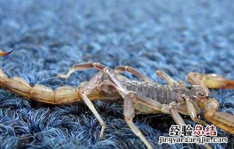 家里有蝎子怎么办能除根楼房怎么会有蝎子 家里有蝎子怎么办