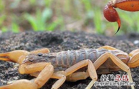 家里有蝎子怎么办能除根楼房怎么会有蝎子 家里有蝎子怎么办