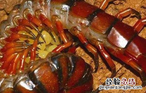 家里有蜈蚣有何征兆 家里有蜈蚣有何征兆呢