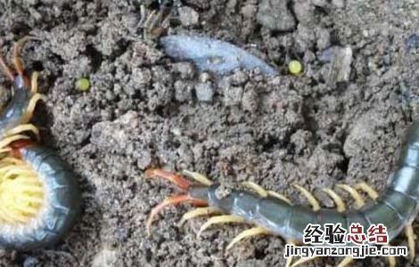 家里有蜈蚣有何征兆 家里有蜈蚣有何征兆呢