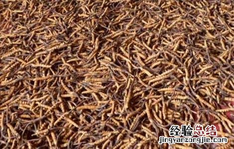 冬虫夏草一天吃几根 冬虫夏草一天吃几根合适