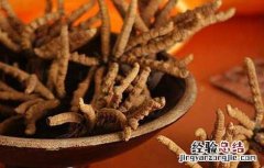 冬虫夏草一天吃几根 冬虫夏草一天吃几根合适