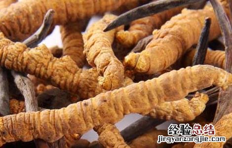 冬虫夏草可以保存多长时间 冬虫夏草怎么保存时间长
