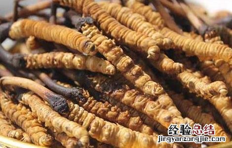 冬虫夏草可以保存多长时间 冬虫夏草怎么保存时间长
