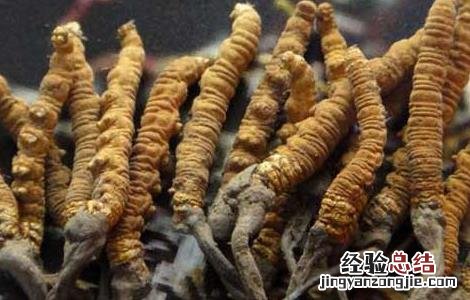 冬虫夏草可以保存多长时间 冬虫夏草怎么保存时间长