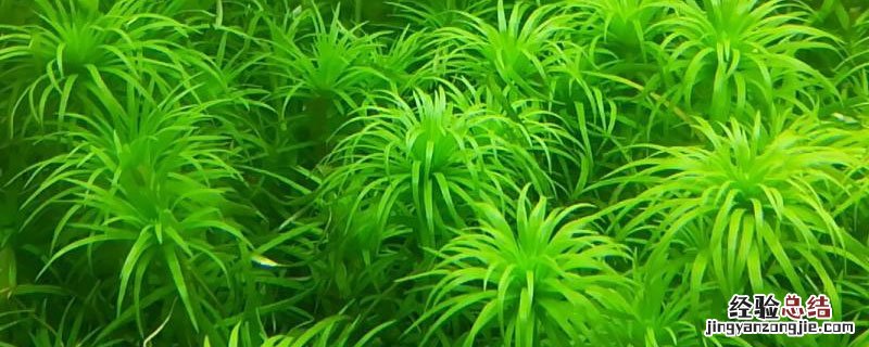 水草需要加肥吗 水草要加液肥吗