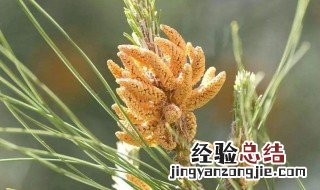松花粉如何保存最好 松花粉如何保存