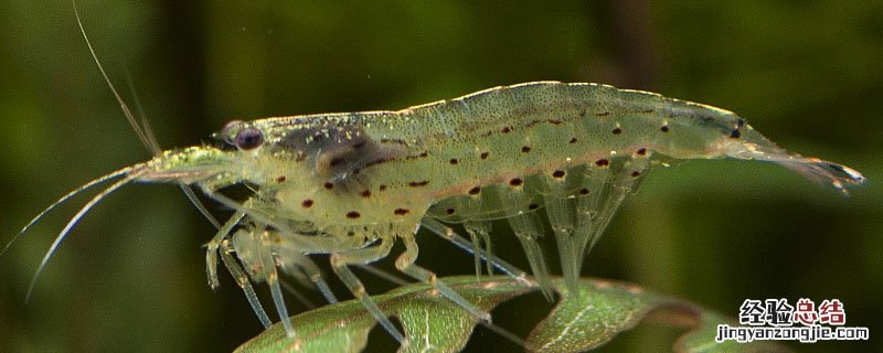液肥会死鱼吗 液肥对虾的影响