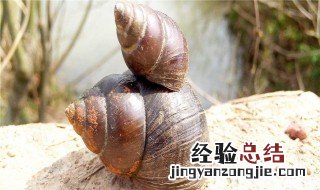 田螺剪掉尾巴还能泡吗 田螺剪掉尾巴还能吐沙吗?