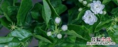 风车茉莉酸性土还是碱性土 风车茉莉适合什么土壤