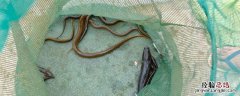 家养黄鳝养殖方法 黄鳝养殖方法