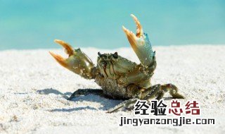 蟹螯怎么读 蟹螯的简介